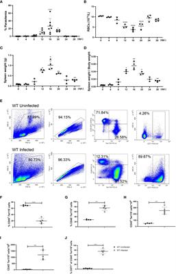 TLR7 modulates extramedullary splenic erythropoiesis in P. yoelii NSM-infected mice through the regulation of iron metabolism of macrophages with IFN-γ